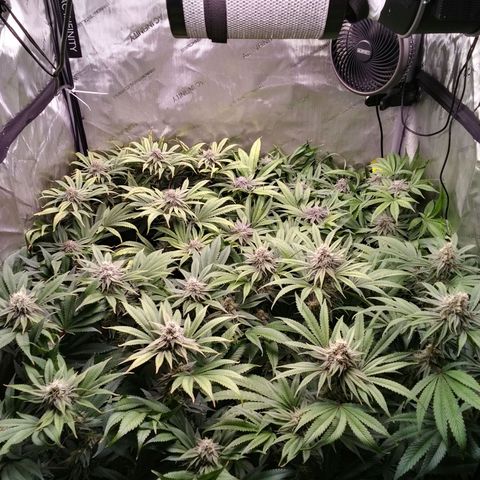 Tangerine Dream growlog timeline photo