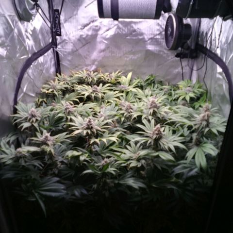 Tangerine Dream growlog timeline photo