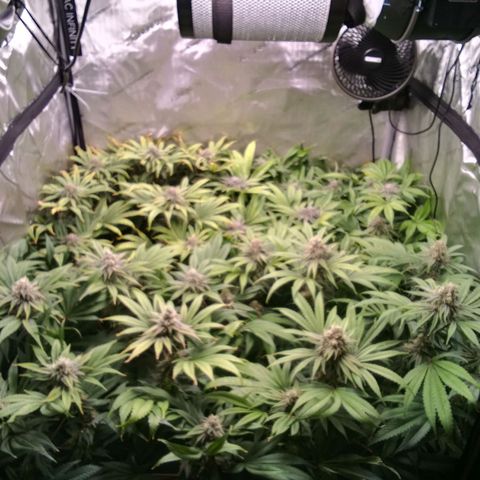 Tangerine Dream growlog timeline photo