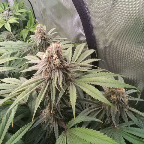 Tangerine Dream growlog timeline photo