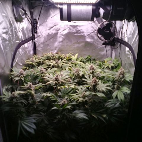 Tangerine Dream growlog timeline photo