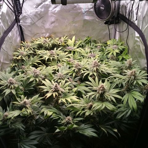 Tangerine Dream growlog timeline photo