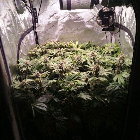 Tangerine Dream growlog timeline photo