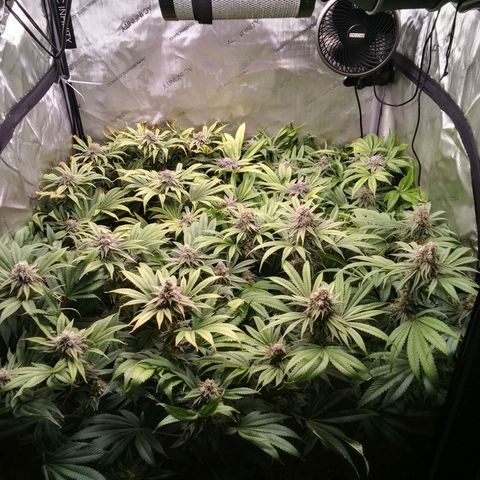 Tangerine Dream growlog timeline photo