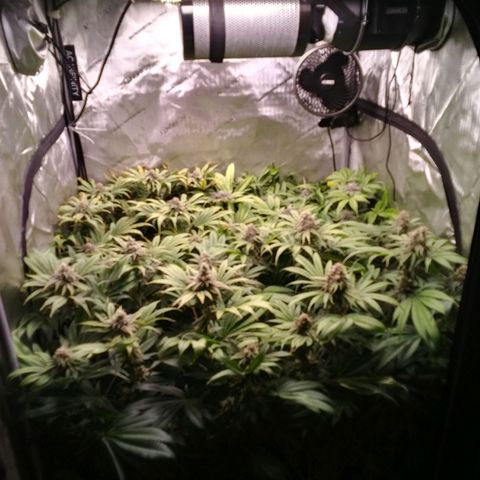 Tangerine Dream growlog timeline photo