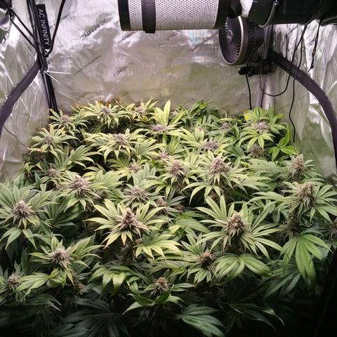 Tangerine Dream growlog timeline photo