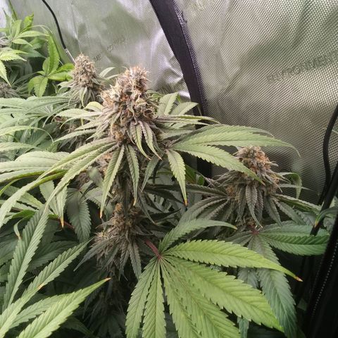 Tangerine Dream growlog timeline photo