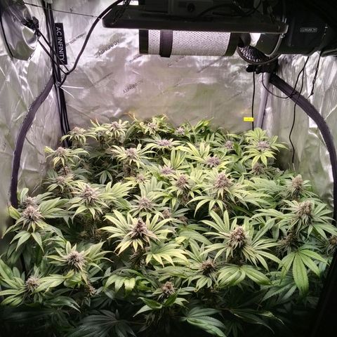 Tangerine Dream growlog timeline photo