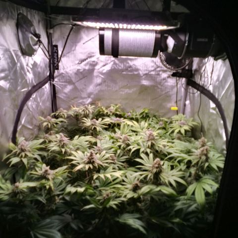 Tangerine Dream growlog timeline photo