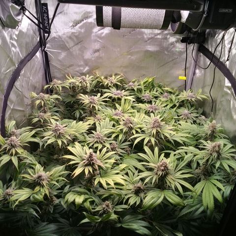 Tangerine Dream growlog timeline photo