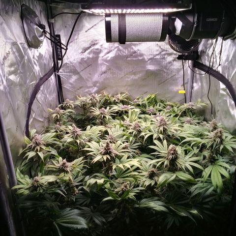 Tangerine Dream growlog timeline photo