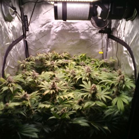 Tangerine Dream growlog timeline photo