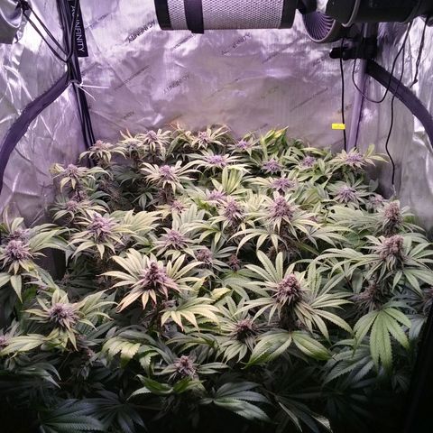 Tangerine Dream growlog timeline photo