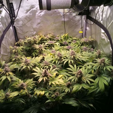 Tangerine Dream growlog timeline photo