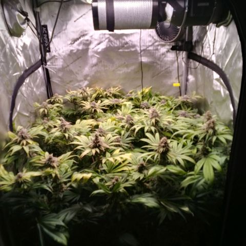 Tangerine Dream growlog timeline photo