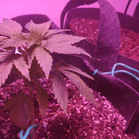 Critical Kush (photoperiod) growlog timeline photo