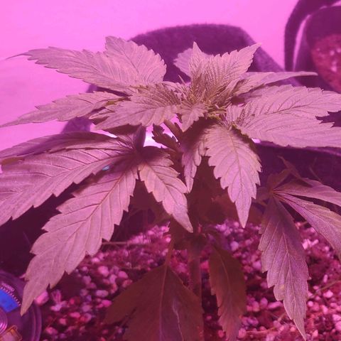 Critical Kush (photoperiod) growlog timeline photo