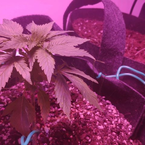 Critical Kush (photoperiod) growlog timeline photo
