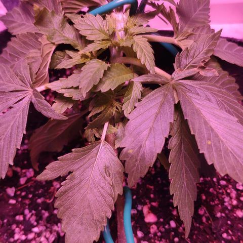 Critical Kush (photoperiod) growlog timeline photo