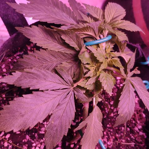 Critical Kush (photoperiod) growlog timeline photo