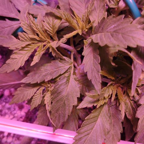 Critical Kush (photoperiod) growlog photo: Side branching is coming along nicely..