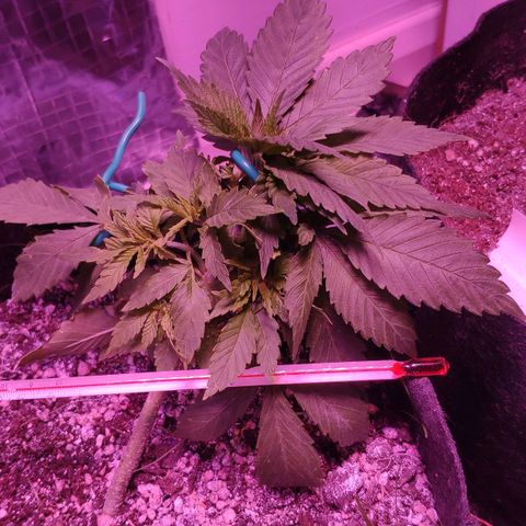 Critical Kush (photoperiod) growlog photo: Side branching is coming along nicely..