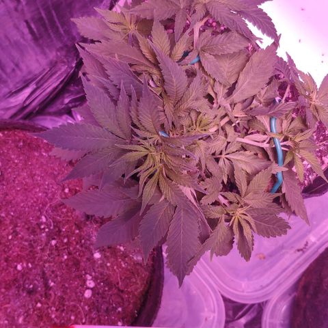 Critical Kush (photoperiod) growlog photo: Bushing out boiiiii