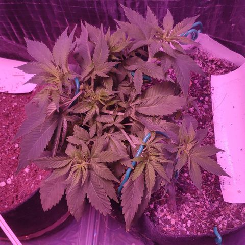 Critical Kush (photoperiod) growlog photo: Bushing out boiiiii