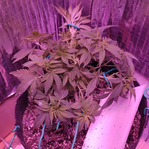 Critical Kush (photoperiod) growlog timeline photo