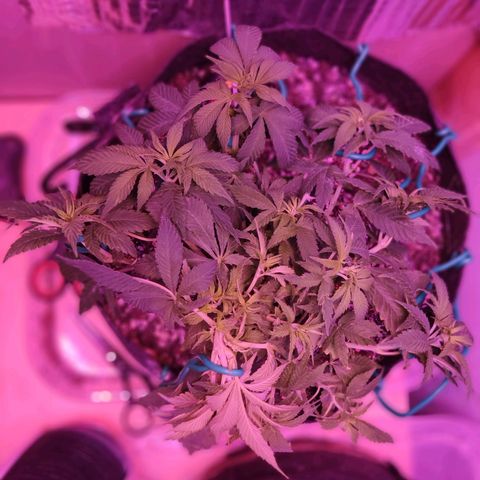 Critical Kush (photoperiod) growlog timeline photo