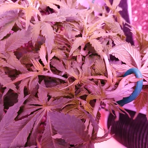 Critical Kush (photoperiod) growlog timeline photo