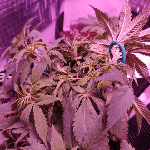 Critical Kush (photoperiod) growlog timeline photo