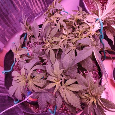 Critical Kush (photoperiod) growlog timeline photo