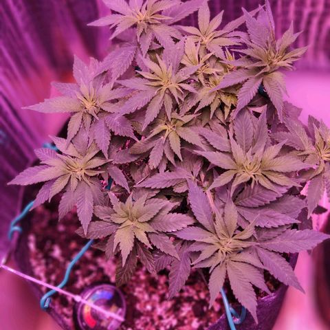 Critical Kush (photoperiod) growlog timeline photo