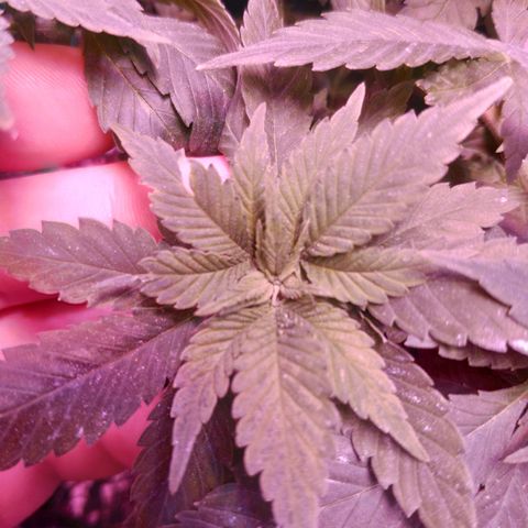 Critical Kush (photoperiod) growlog timeline photo