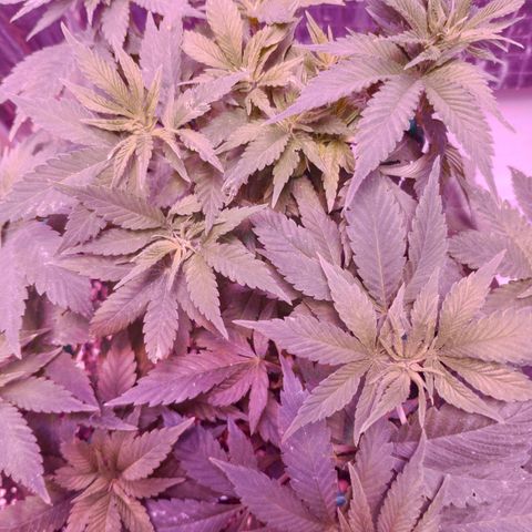 Critical Kush (photoperiod) growlog timeline photo