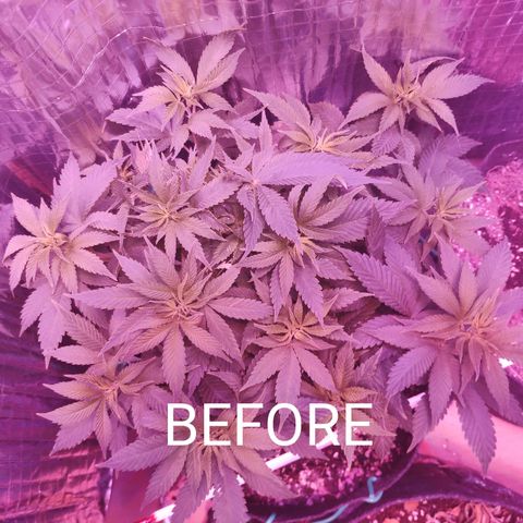 Critical Kush (photoperiod) growlog timeline photo