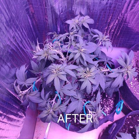 Critical Kush (photoperiod) growlog timeline photo