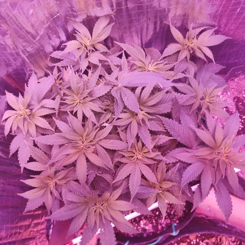 Critical Kush (photoperiod) growlog timeline photo