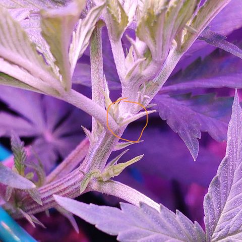 Critical Kush (photoperiod) growlog photo: PUBES!!!!!

Today, on Christmas day, she gifted to me, a view of her sexual parts.. 