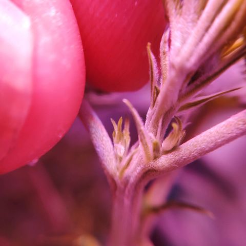 Critical Kush (photoperiod) growlog photo: PUBES!!!!!

Today, on Christmas day, she gifted to me, a view of her sexual parts.. 
