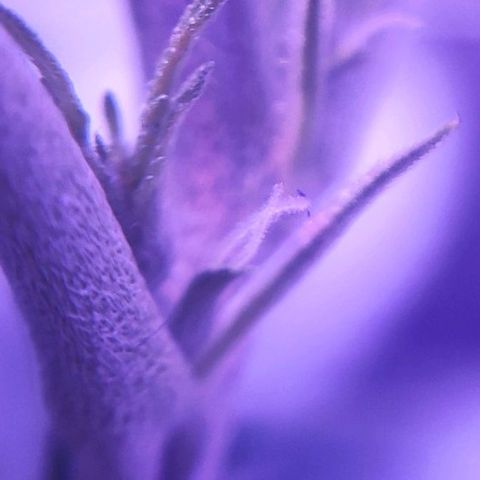 Critical Kush (photoperiod) growlog timeline photo