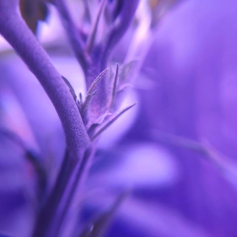 Critical Kush (photoperiod) growlog timeline photo