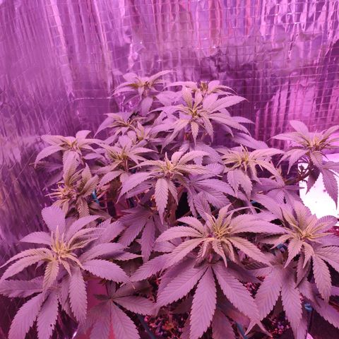 Critical Kush (photoperiod) growlog timeline photo