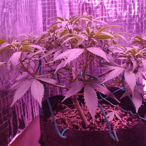 Critical Kush (photoperiod) growlog timeline photo