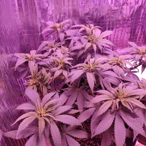 Critical Kush (photoperiod) growlog timeline photo