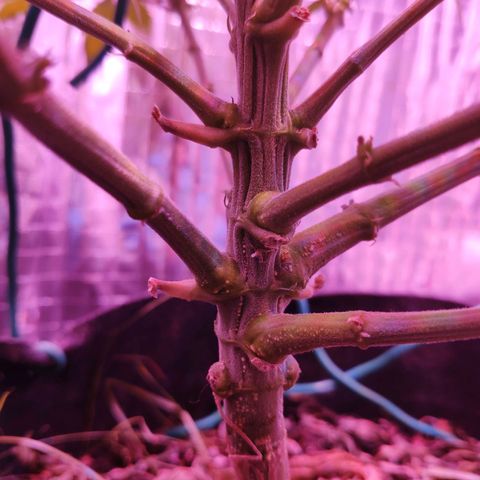 Critical Kush (photoperiod) growlog timeline photo