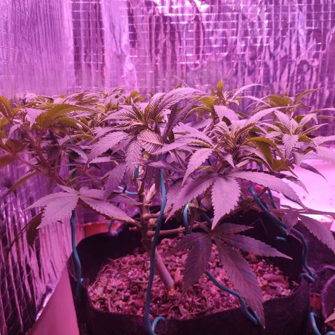 Critical Kush (photoperiod) growlog photo: Nice even canopy with about 16 top sites on now... Just gotta keep her even through stretch and then power on through flower..