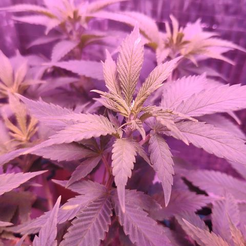 Critical Kush (photoperiod) growlog timeline photo