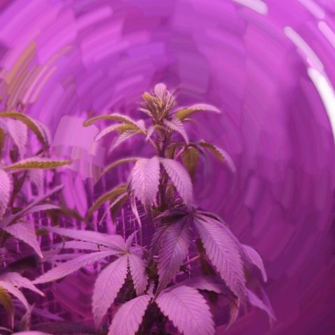 Critical Kush (photoperiod) growlog timeline photo